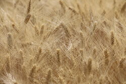 آغاز خرید تضمینی کلزا و گندم در گلستان
