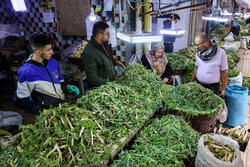 تهدید خاموش تنوع زیستی در ایلام؛ برداشت بی‌رویه گیاهان خوراکی و دارویی