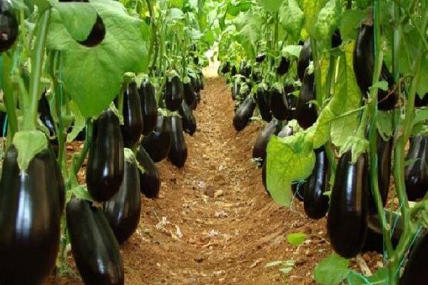توسعه گلخانهها در کهگیلویه و بویراحمد؛افزایش بهره وری و اشتغالزایی