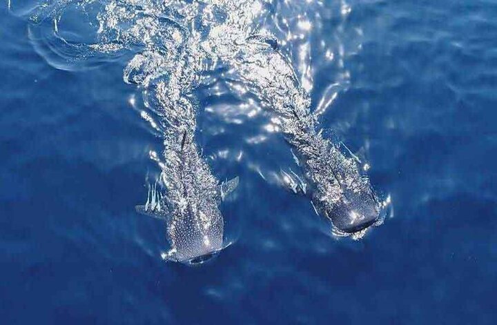 «آخرین کوسه نهنگ» از چینیها جایزه گرفت