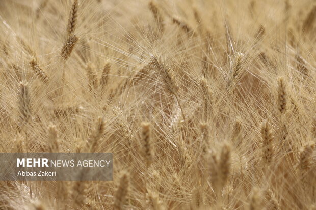 آغاز خرید تضمینی کلزا و گندم در گلستان