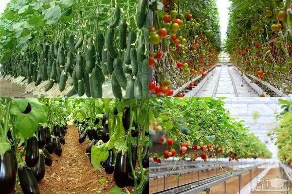 گلخانه،عدالت،غذايي،تحقق