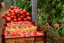 کشف ۱۵ تن گوجه‌فرنگی قاچاق در مرز پرویزخان