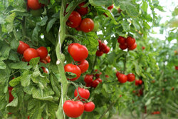 مبارزه با آفات در ۷۰ هکتار از مزارع گوجه‌فرنگی پلدختر