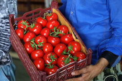 «کازرون فارس» قطب تولید گوجه فرنگی در کشور