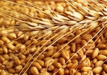 لزوم فرهنگ‌سازی برای استفاده از بذرهای اصلاح‌شده