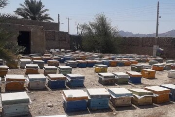 تاثیرات مخرب سموم غیرمجاز بر کلنی‌های زنبور عسل در استان بوشهر
