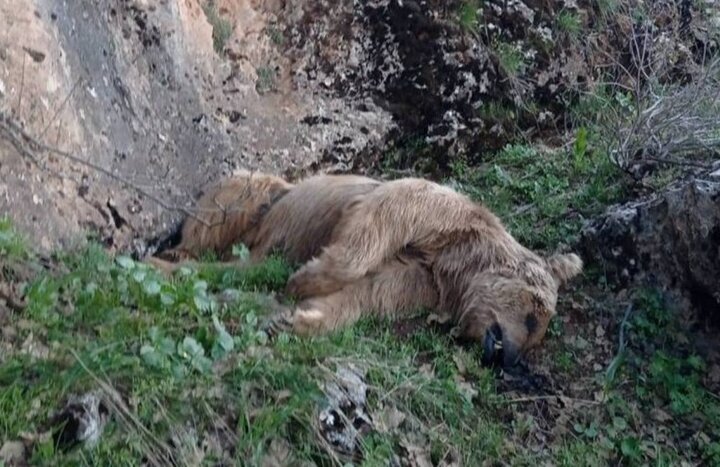 یک قلاده خرس قهوهای بر اثر تصادف در سوادکوه تلف شد