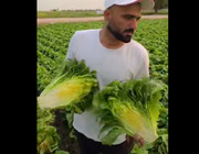 VIDEO: High-quality lettuces of Iranian man goes viral