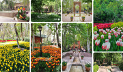 VIDEO: Have you heard about 'small Holland' in Tehran?