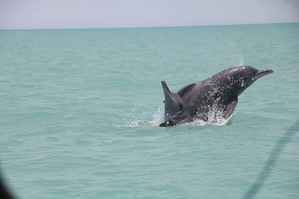 هشدار درباره تهدید سلامت دلفینها در آبهای جنوب کشور