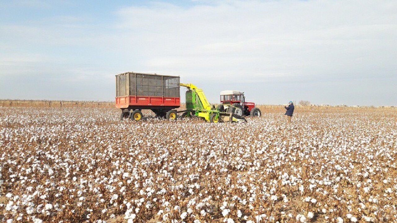 دشت ها سفید و دل ها نگران؛ شرایط دشوار پنبه کاری در خراسان جنوبی