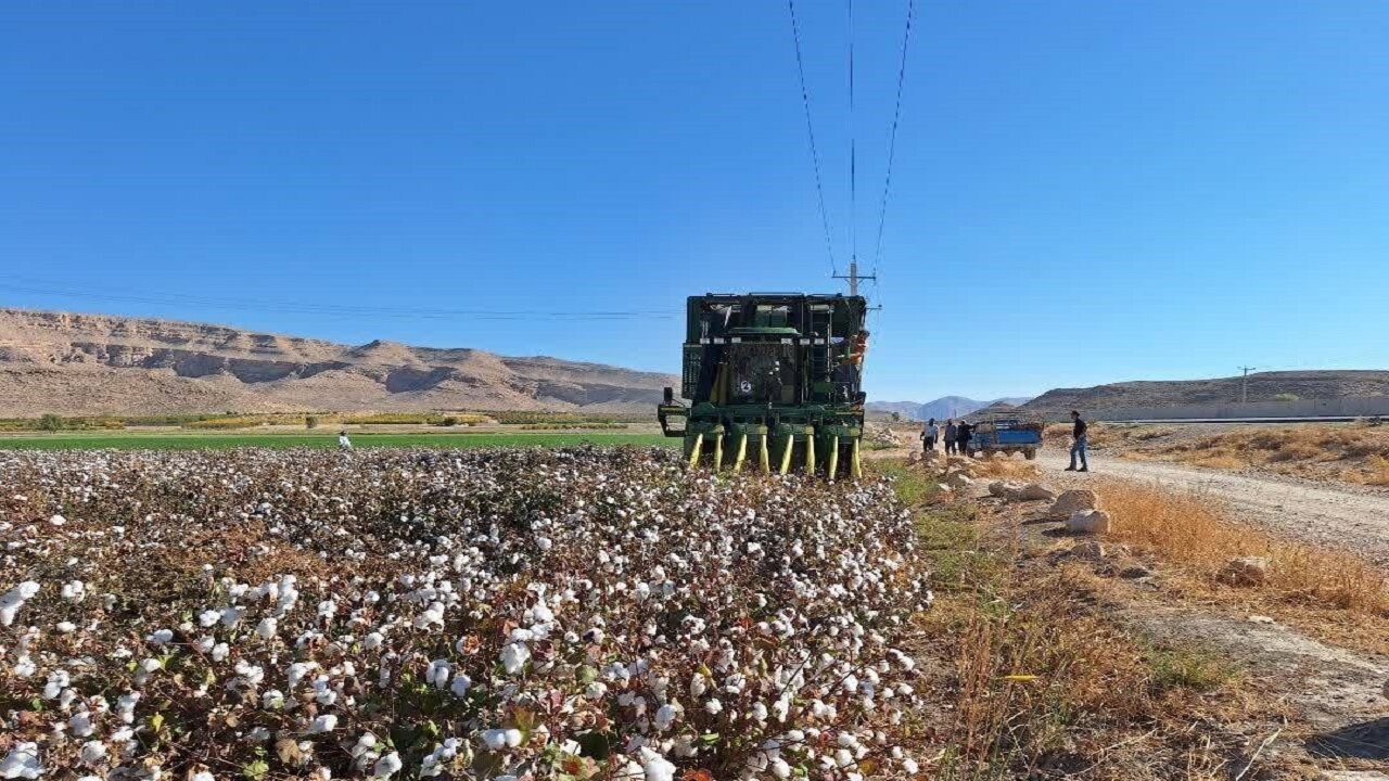 طلای سفید گلستان جان میگیرد؛ امید به احیای پنبه با تجهیزات مکانیزه