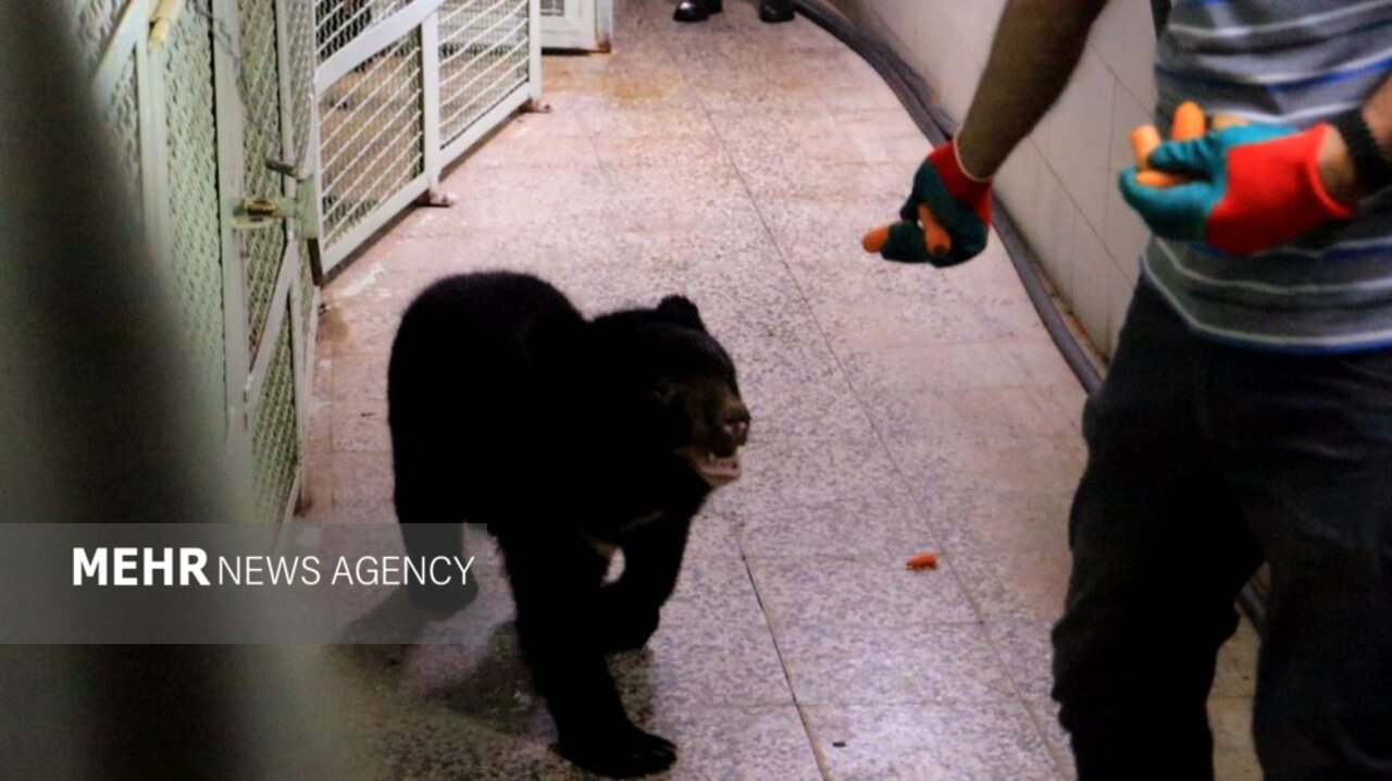 ۳ توله خرس سیاه بلوچی از اصفهان به پردیسان منتقل شدند ۳ توله خرس سیاه بلوچی از اصفهان به پردیسان منتقل شدند