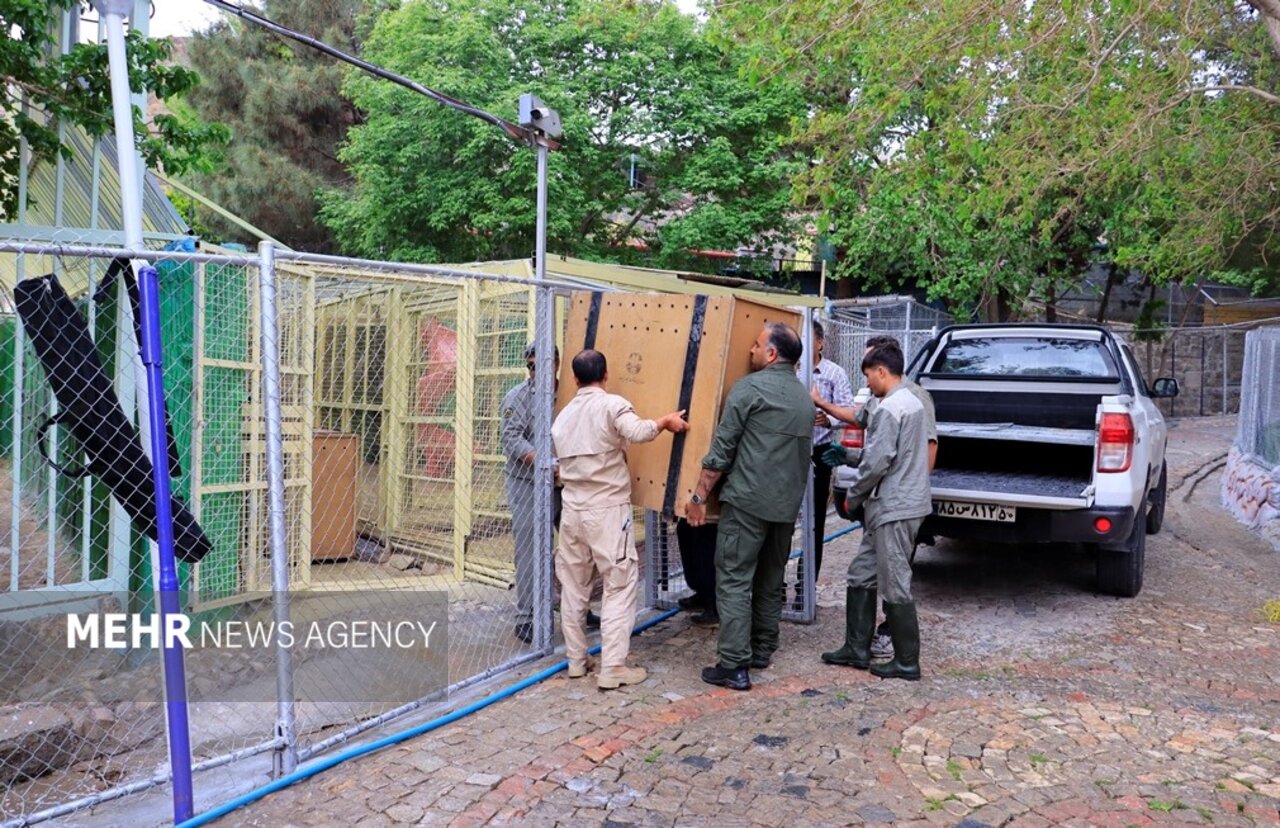 ۳ توله خرس سیاه بلوچی از اصفهان به پردیسان منتقل شدند ۳ توله خرس سیاه بلوچی از اصفهان به پردیسان منتقل شدند