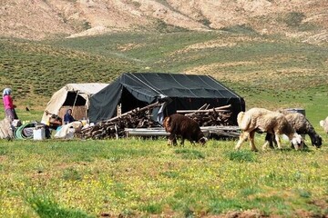 فاز دوم طرح هم‌زمان‌سازی فحلی دام سبک در کرمانشاه آغاز شد