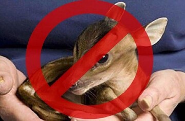 میرزاکریمی: مردم از هرگونه دخالت در چرخه حیات وحش خودداری کنند