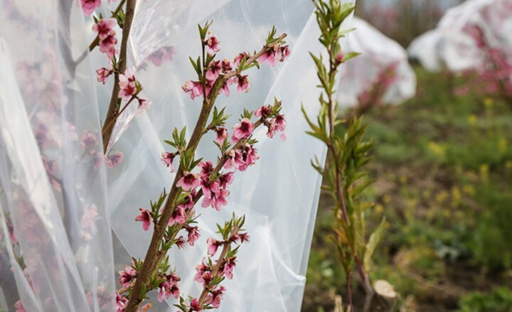 سرمای زودرس، امید کشاورزان را منجمد کرد