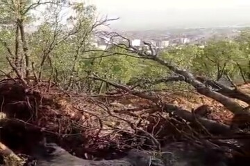 ورود دادستانی به قطع درختان بلوط «پارک جنگلی» یاسوج برای ساخت منبع آب