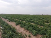 برگزاری دومین تور ملی آموزش و ترویجی با هدف بررسی آفات در میناب