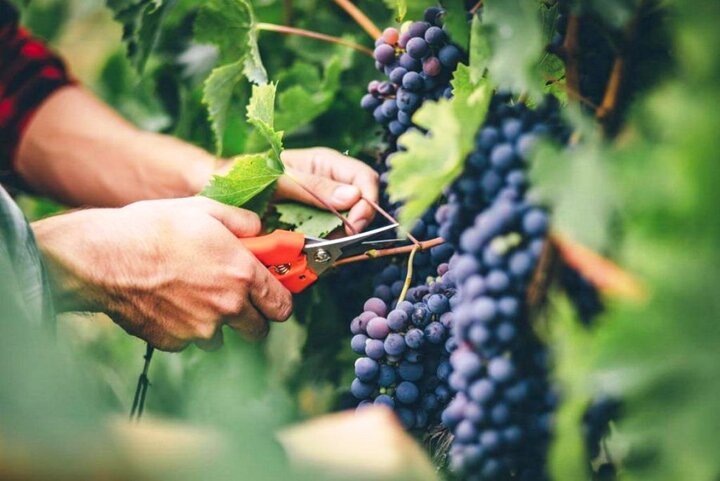 Iran exports $5.2 billion worth of agri. products in one year