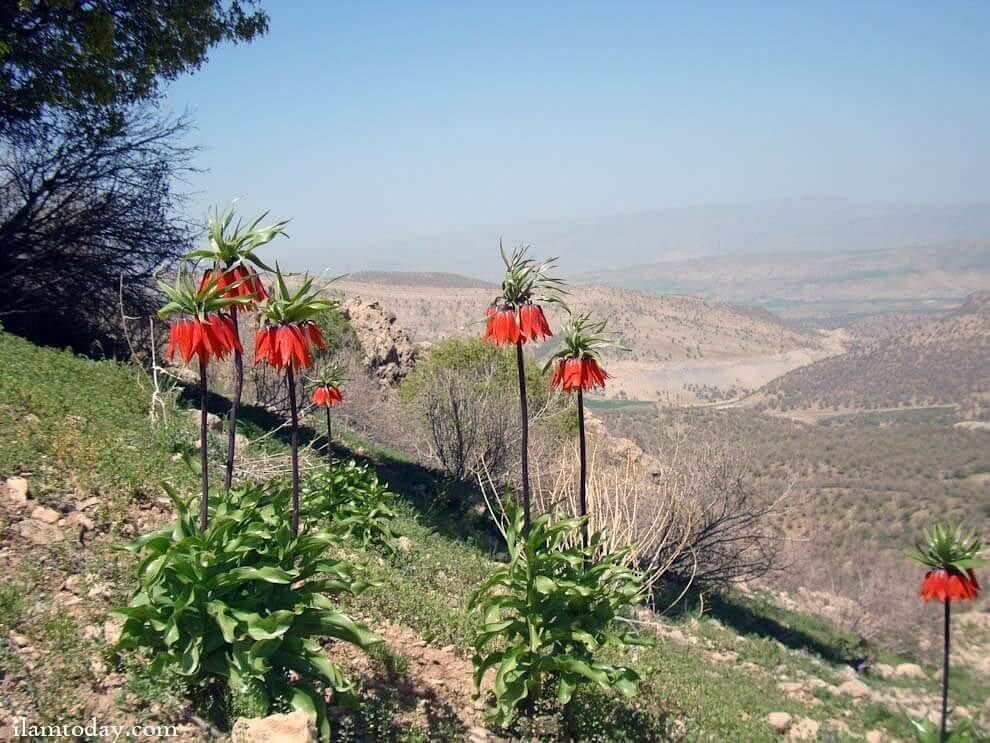 لاله های واژگون؛ میراث طبیعی ایلام در آستانه انقراض قرار گرفت لاله های واژگون؛ میراث طبیعی ایلام در آستانه انقراض قرار گرفت