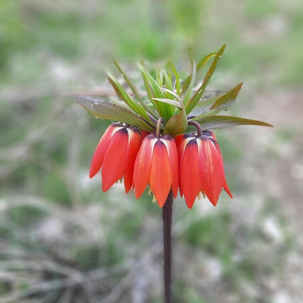لاله های واژگون؛ میراث طبیعی ایلام در آستانه انقراض قرار گرفت لاله های واژگون؛ میراث طبیعی ایلام در آستانه انقراض قرار گرفت