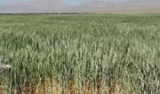 پایش ۵۴۶ هزار هکتار از مزارع گندم و جو همدان