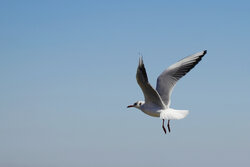 حضور صدها پرنده مهاجر در آبگیرهای پناهگاه حیات وحش میاندشت جاجرم