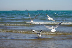 شکاریان: خشک‌سالی و گرمای هوا پرندگان مهاجر را از خراسان شمالی دور کرد