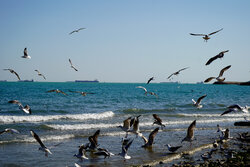 پرواز فلامینگوها در میانکاله