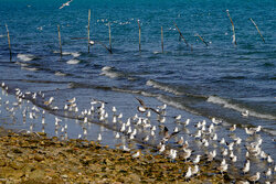 میانکاله زنده اما شکننده است؛ ورود مهاجران به تالاب بهشتی