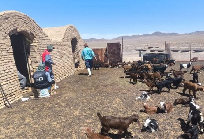 واکسیناسیون ۲ هزار راس دام سبک در رزمایش جهادی دامپزشکی یزد واکسیناسیون ۲ هزار راس دام سبک در رزمایش جهادی دامپزشکی یزد