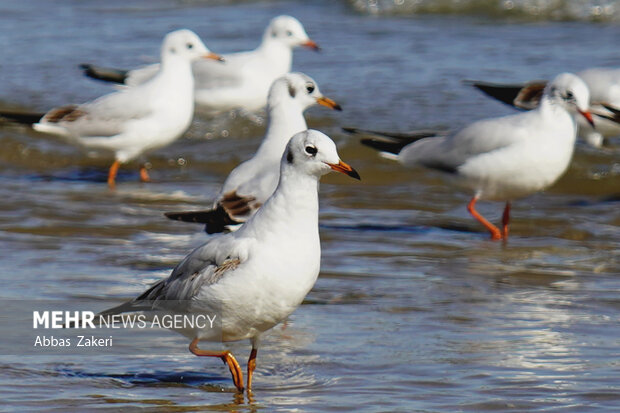 آغاز فصل جوجه آوری انواع پرندگان آبزی و کنارآبزی در تالاب های چالدران
