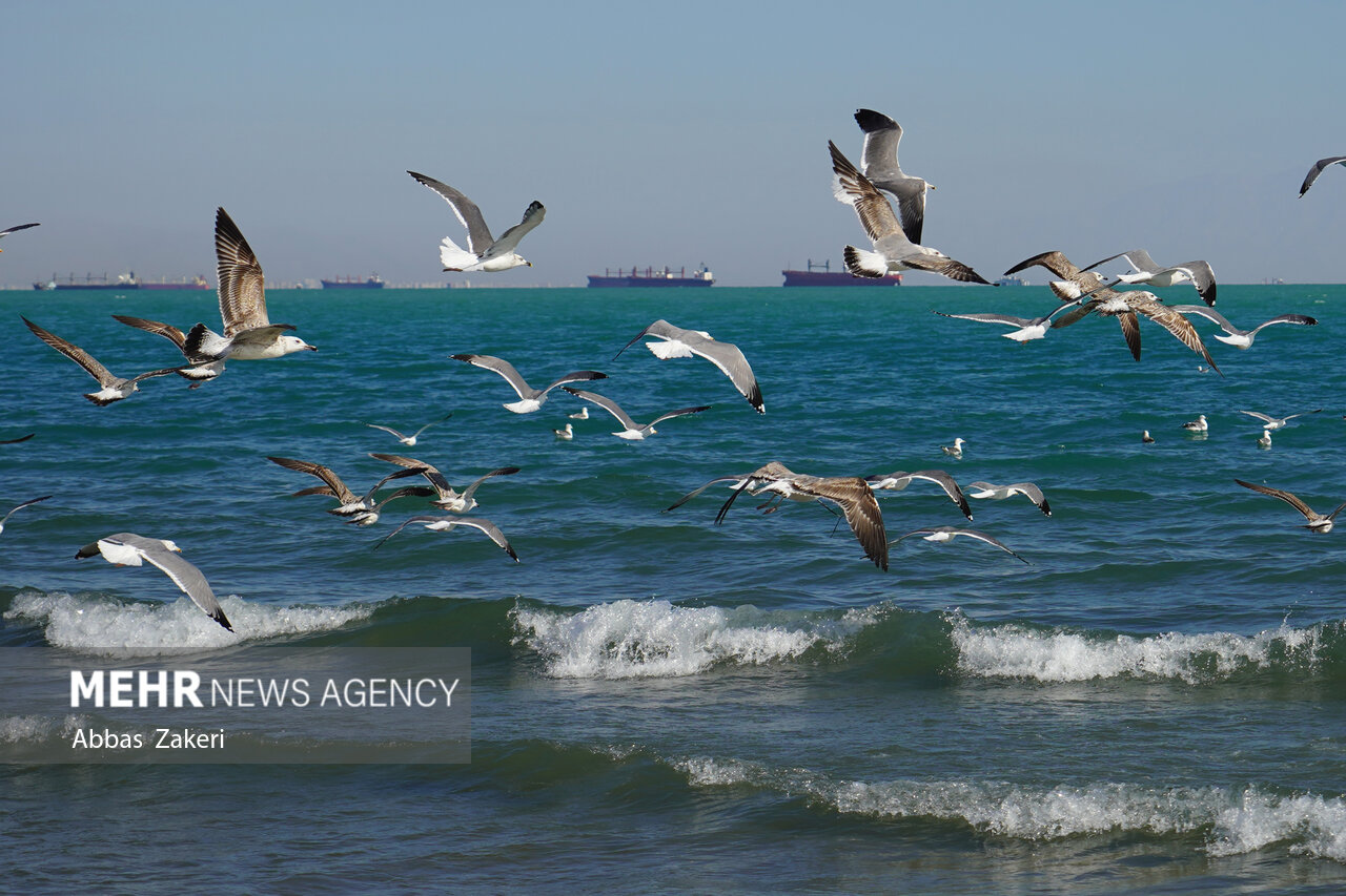 هشدار افزایش ارتفاع موج در دریای خزر و احتمال خطر غرقشدن شناگران هشدار افزایش ارتفاع موج در دریای خزر و احتمال خطر غرقشدن شناگران