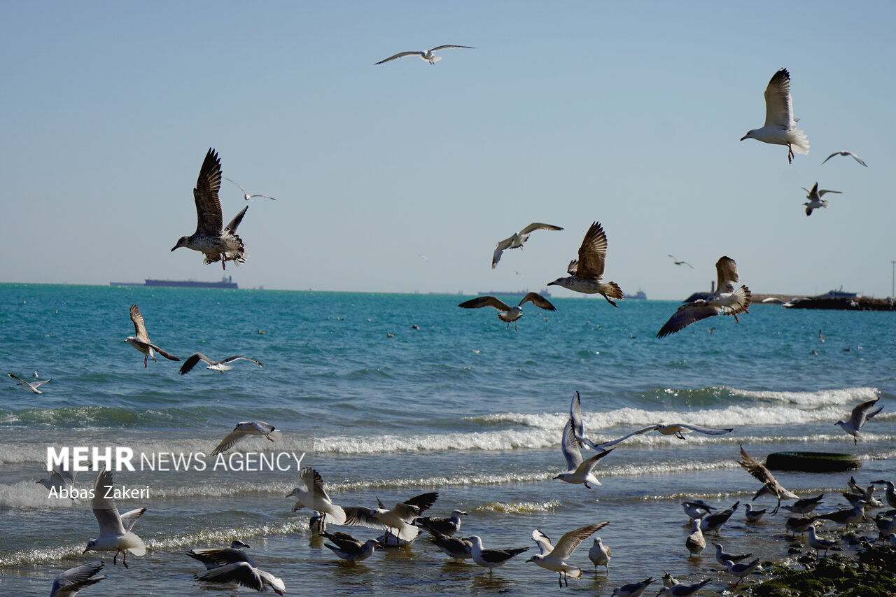 خلیج فارس؛ از صیادی و آبزی پروری تا تجارت و گردشگری خلیج فارس؛ از صیادی و آبزی پروری تا تجارت و گردشگری