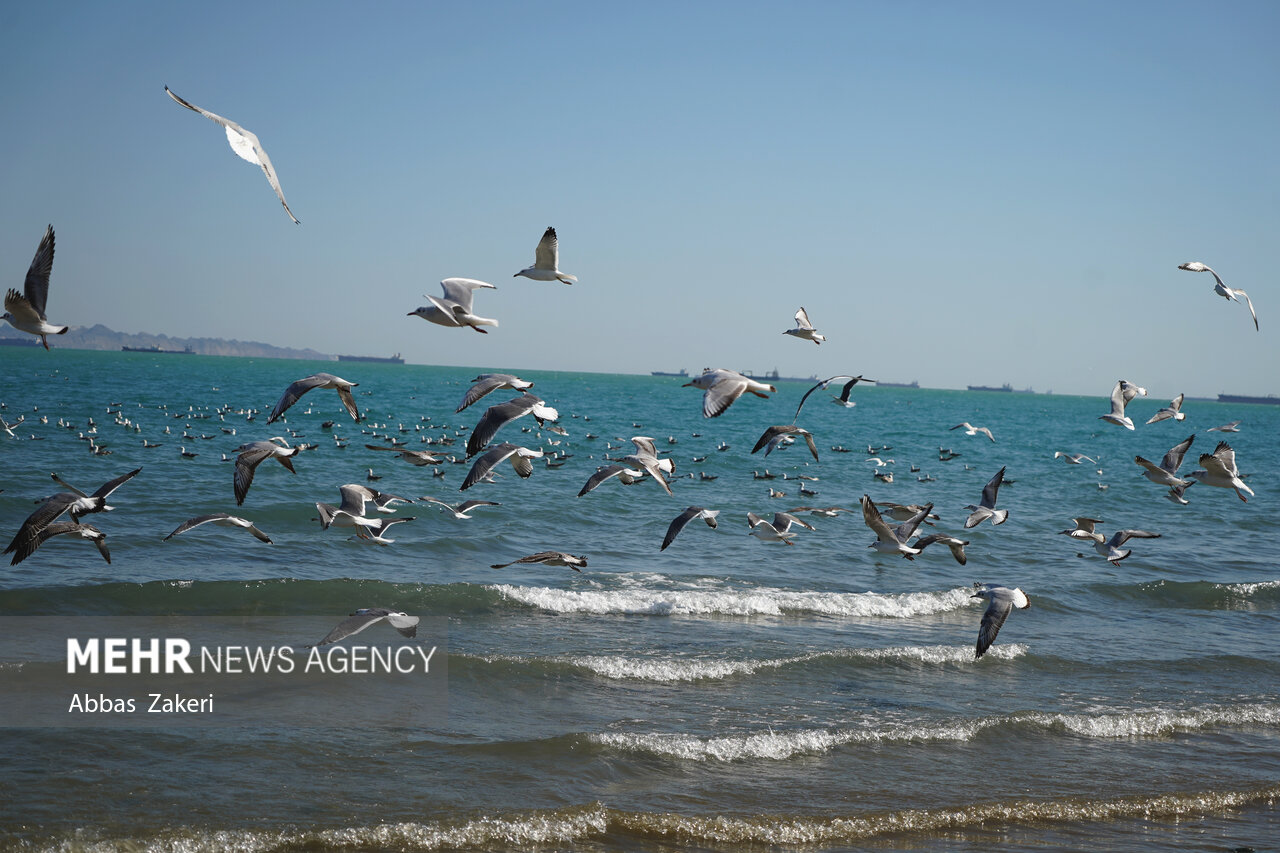 آوای کاکاییها در سواحل مازندران؛ پرواز مهاجران سفیدبال
