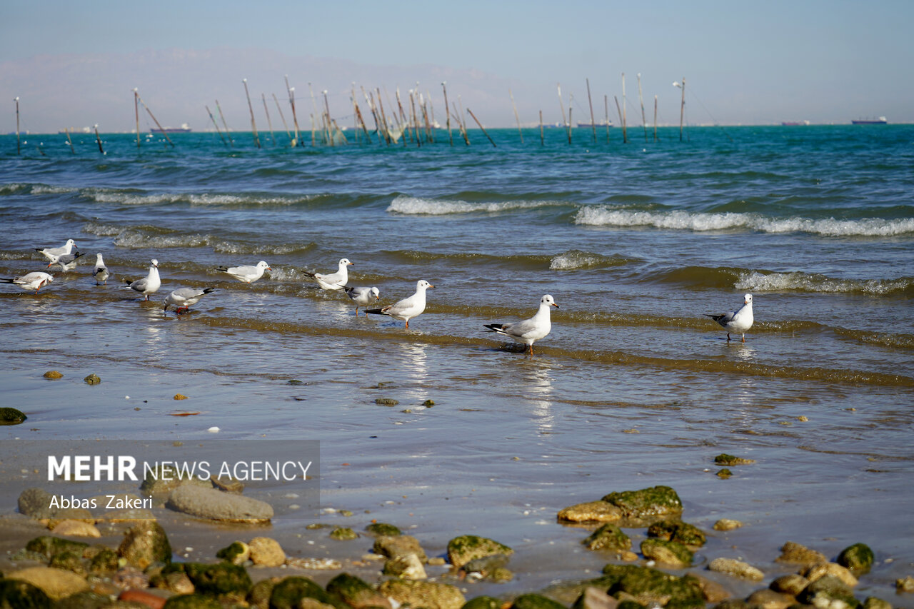 آوای کاکایی‌ها در سواحل مازندران؛ پرواز مهاجران سفیدبال
