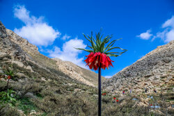طبیعت بهاری «بیدکان» در چهارمحال و بختیاری