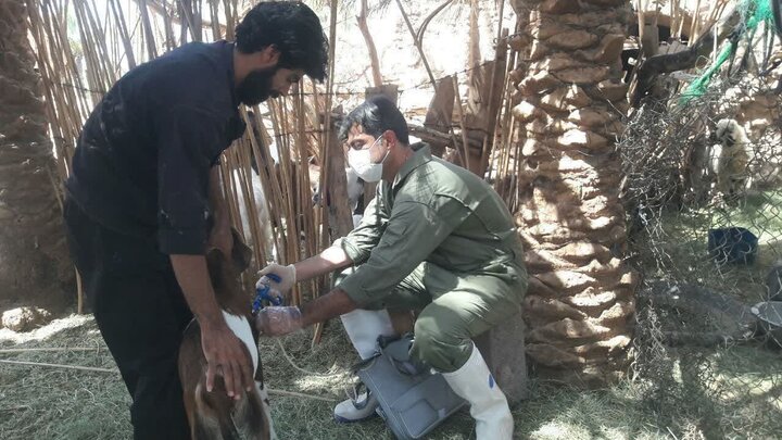 ۴۵ هزار دام سبک فهرج بر علیه بیماری طاعون واکسینه می شوند ۴۵ هزار دام سبک فهرج بر علیه بیماری طاعون واکسینه می شوند