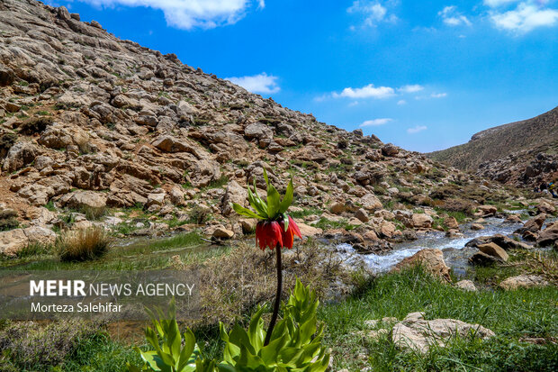 طبیعت زیبای"بیدکان" چهارمحال و بختیاری