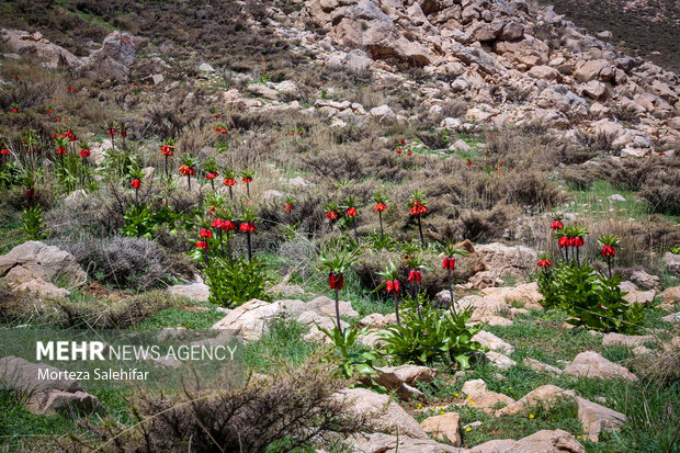 طبیعت زیبای"بیدکان" چهارمحال و بختیاری