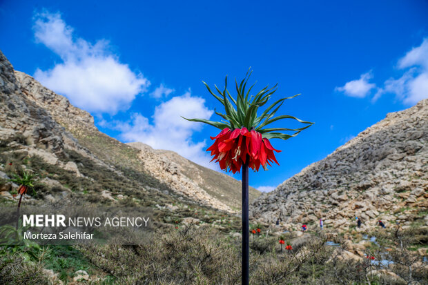 طبیعت زیبای"بیدکان" چهارمحال و بختیاری