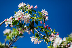 ما نیازمند «حکمرانی سبز» هستیم/تکنولوژی به تنهایی معجزه نمی‌کند