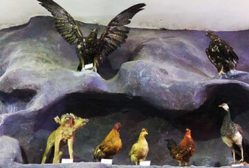 دانش آموزان سنندجی از موزه حیات وحش بازدید کردند