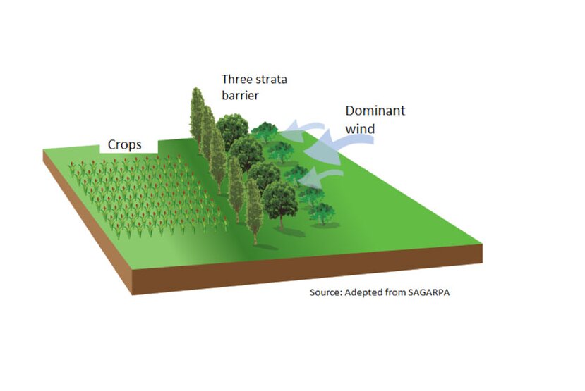 «کمربند سبز»راهکاری دانشبنیان برای جلوگیری از فرسایش خاک و گرد و غبار «کمربند سبز»راهکاری دانشبنیان برای جلوگیری از فرسایش خاک و گرد و غبار