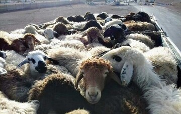 ۱۳۱ راس احشام قاچاق در نوار مرزی کردستان مهار شد