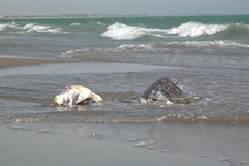 مرگ هفت لاک‌پشت پوزه‌عقابی در ساحل بندر جاسک