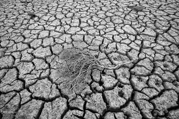 کشاورزی در بوشهر اسیر کمآبی؛ وعدههایی که عمل نشد