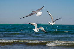 سواحل و فراساحل استان بوشهر از یکشنبه متلاطم  می‌شود